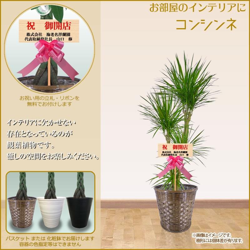 その他観葉植物 / 大型 フェイクグリーン「フィロデンドロン 204cm シルカ（Silk-ka