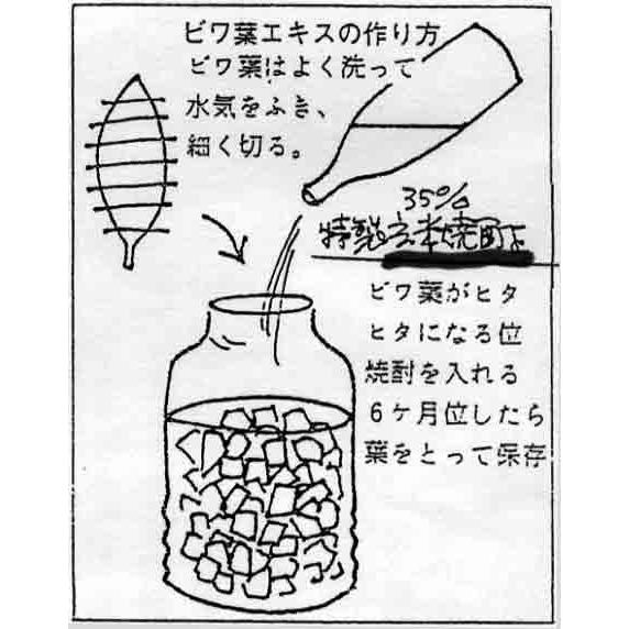 特製 玄米焼酎（35度）1.8L 紙パック 小正醸造 : すずき酒店ストアー