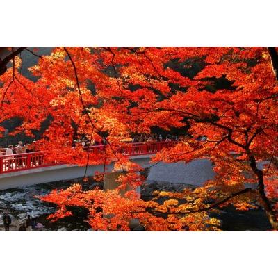 菊芋味噌漬240g香嵐渓珍味|suzumanhonpo|04