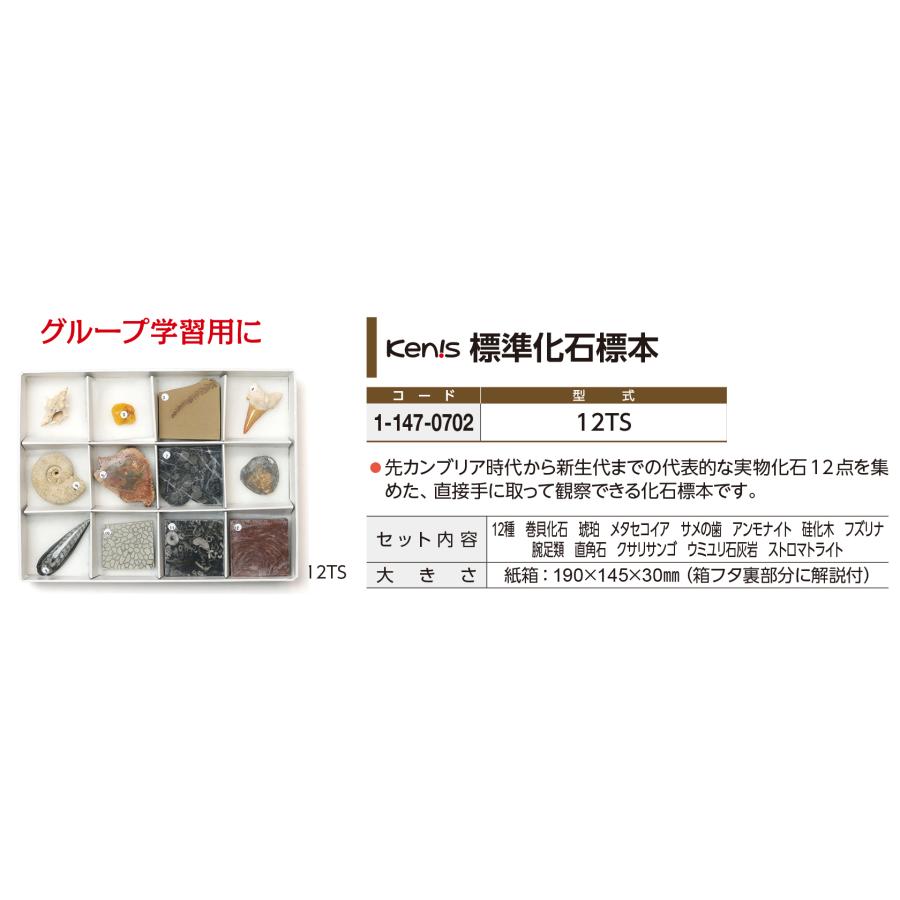 標準 化石標本 12種 実物化石 12TS : 1-147-0702 : 鈴盛オンライン 
