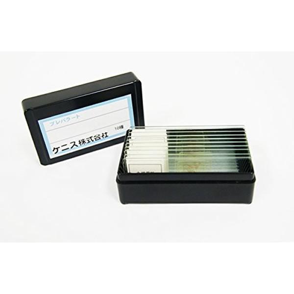 解剖組織 プレパラート 20種類 : 鈴盛オンラインショップ - 通販