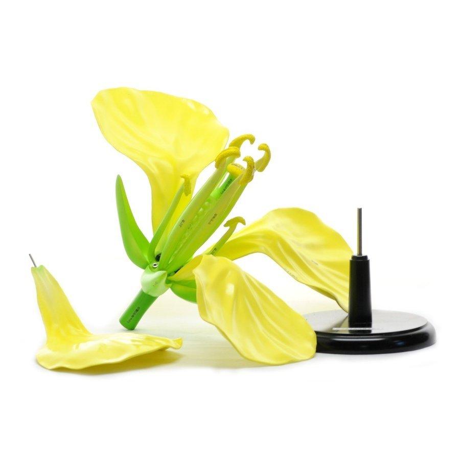 アブラナの花 Diy 工具 構造模型 道具 材料 上野科学社 鈴盛オンラインショップ アブラナの花の構造を表した模型です 6つのパーツに分解できます 木製台付き 130 006 01 アブラナの花 130 006 01 130 006 01 買蔵