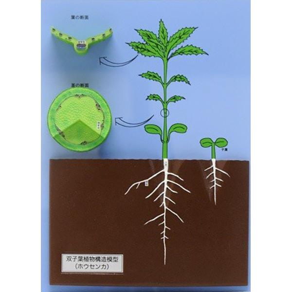 鈴盛オンラインショップ双子葉植物構造模型 ホウセンカ 上野科学社 130-028-01 流行