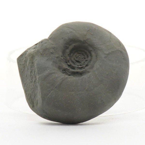 示準 化石 模型 5種 : 鈴盛オンラインショップ - 通販 - Yahoo