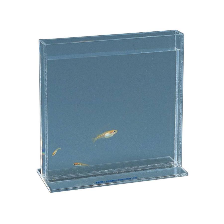 薄型水槽 フラット 観察槽 FK-15 魚の観察 撮影に 150×20×150mm 