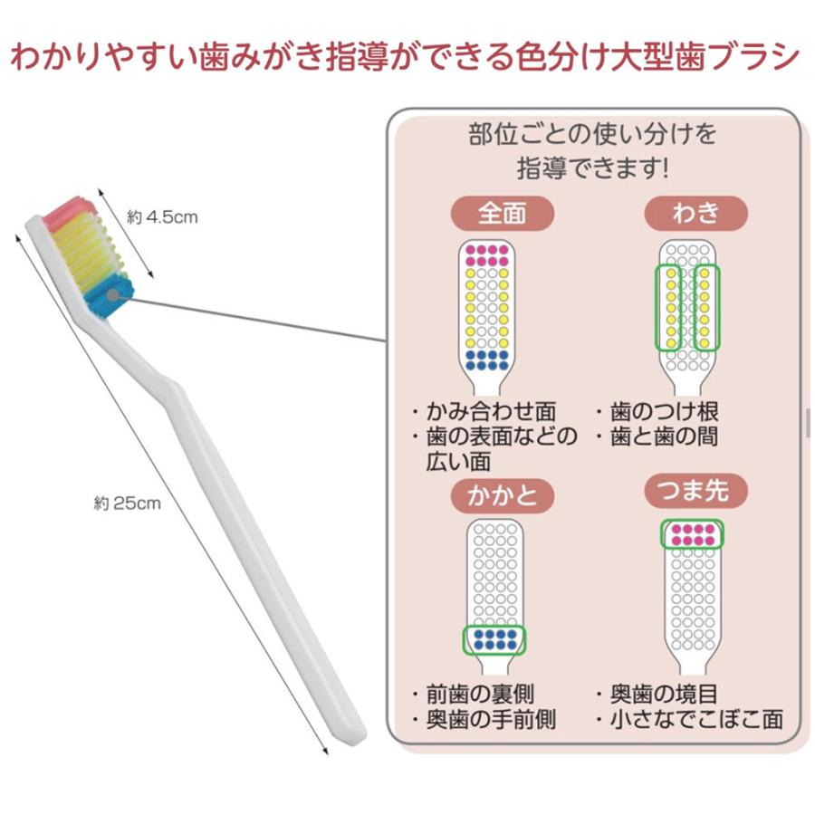 色分け 大型 歯ブラシ 歯磨き指導用 全長 約25cm 大きな ハブラシ : 鈴