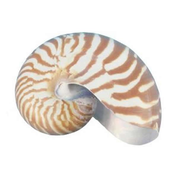 オウムガイ の 殻の商品一覧 通販 Yahoo ショッピング