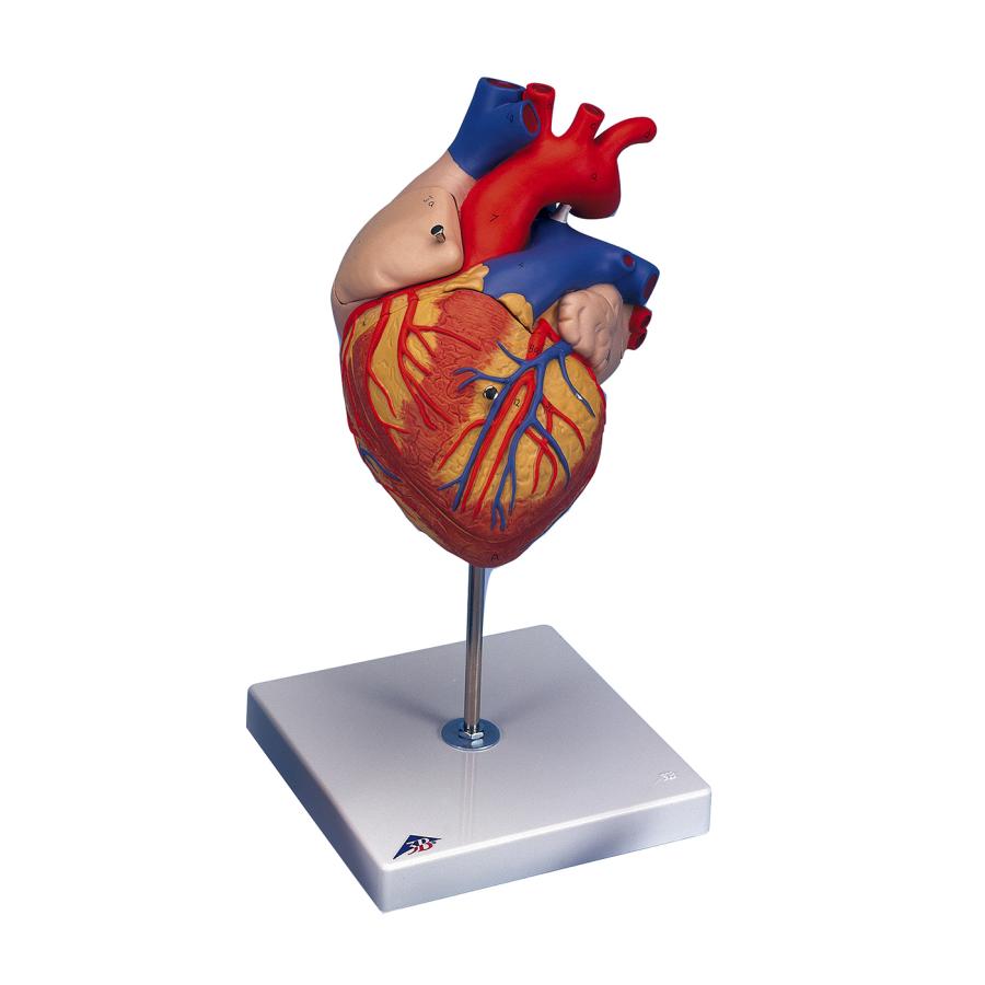 心臓の構造模型 G12N 台付き : 鈴盛オンラインショップ - 通販 - Yahoo