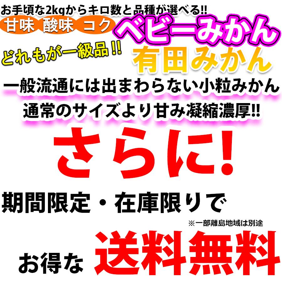 みかん 2kg~10kg 訳あり 小粒サイズ 直径4.5cm前後 有田みかん ベビーみかん 和歌山 ギフト 小粒みかん フルーツ 果物｜suzunari｜03