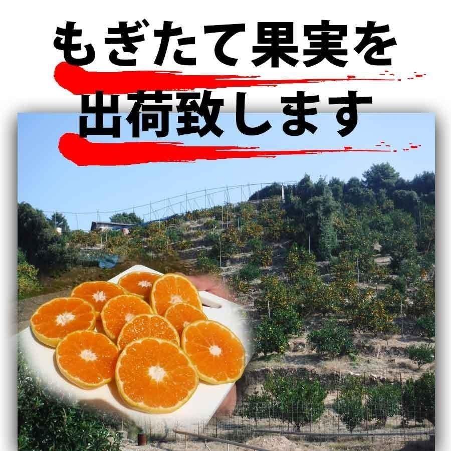 2027年2月上旬発送予約販売＞ デコポン と同種 みかん デコみかん