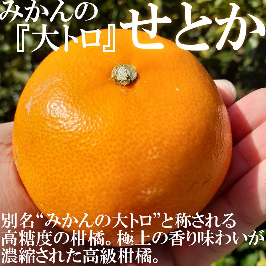 SALE/61%OFF】 オレンジ lt;2023年2月下旬頃発送予約販売gt; SALE/61%OFF】 オレンジ lt;2023年2月下旬頃発送予約販売gt;