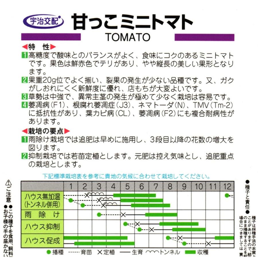 野菜種子 ミニトマト「甘っこ」 500粒（丸種）【送料込み】 あまっこ アマッコ 食味抜群 中早生 家庭菜園 耐病・耐虫性_1