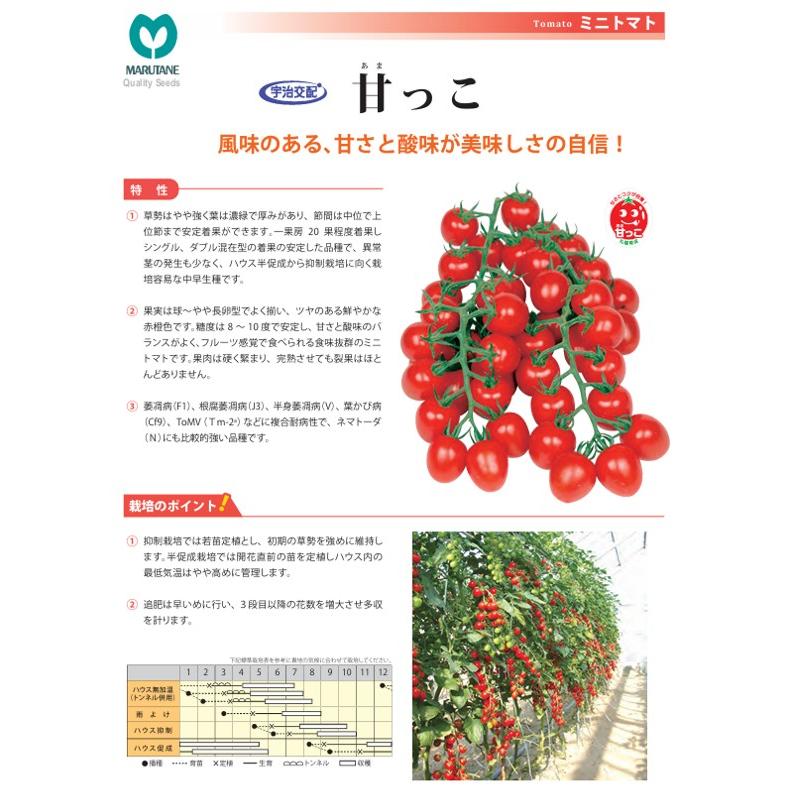 野菜種子 ミニトマト「甘っこ」 500粒（丸種）【送料込み】 あまっこ アマッコ 食味抜群 中早生 家庭菜園 耐病・耐虫性_2