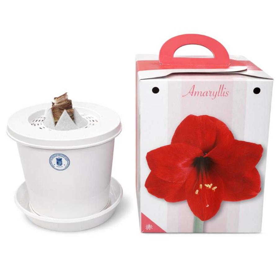 花の球根「アマリリス（ヒッペアストラム）1球」 赤（タキイ種苗）【送料込み】 ガーデニング 園芸 家庭菜園 コンテナ 鉢植え 切り花 孤挺花 朱頂紅 花 球根（Yahoo!・鈴乃園 Yahoo!ショッピング店）