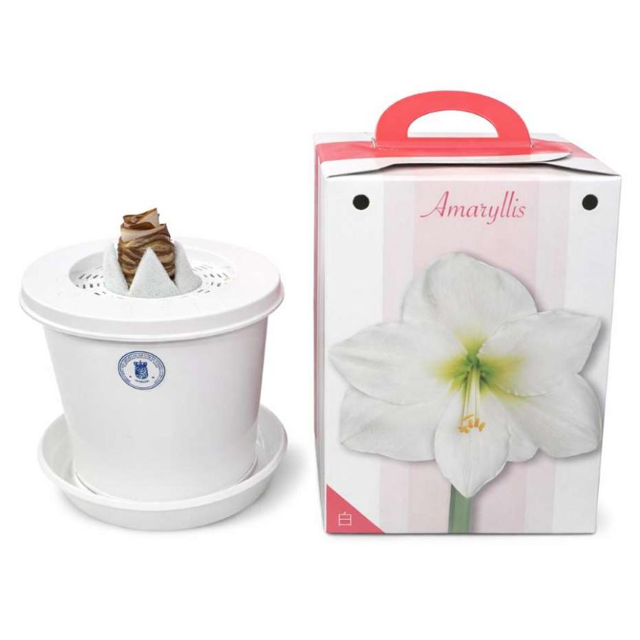 花の球根「アマリリス（ヒッペアストラム）1球」 白（タキイ種苗）【送料込み】 ガーデニング 園芸 家庭菜園 コンテナ 鉢植え 切り花 孤挺花 朱頂紅 花 球根（Yahoo!・鈴乃園 Yahoo!ショッピング店）
