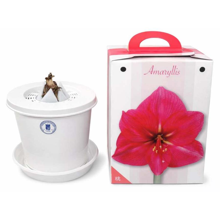 花の球根「アマリリス（ヒッペアストラム）1球」 桃（ピンク）（タキイ種苗）【送料込み】 ガーデニング 園芸 家庭菜園 鉢植え 切り花 孤挺花 朱頂紅 花 球根（Yahoo!・鈴乃園 Yahoo!ショッピング店）