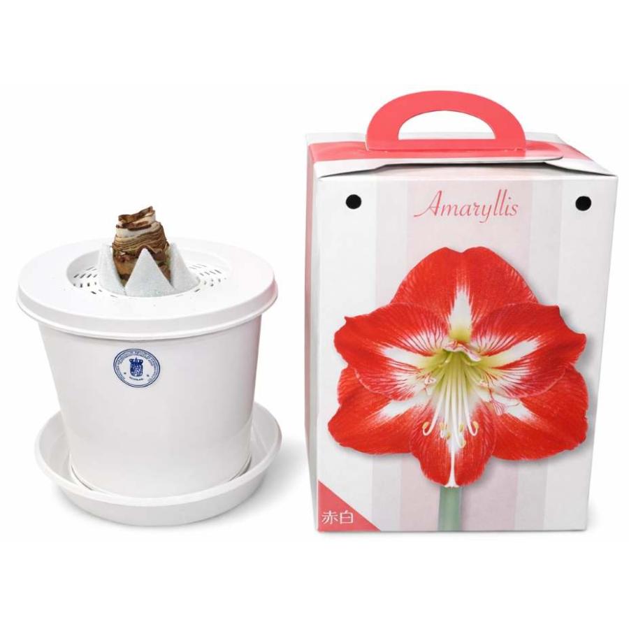 花の球根「アマリリス（ヒッペアストラム）1球」 赤白（レッド＆ホワイト）（タキイ種苗）【送料込み】 ガーデニング 園芸 家庭菜園 鉢植え 切り花 花 球根（Yahoo!・鈴乃園 Yahoo!ショッピング店）