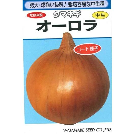 野菜種子 タマネギ「オーロラ」 コート1,000粒（渡辺採種場）【送料