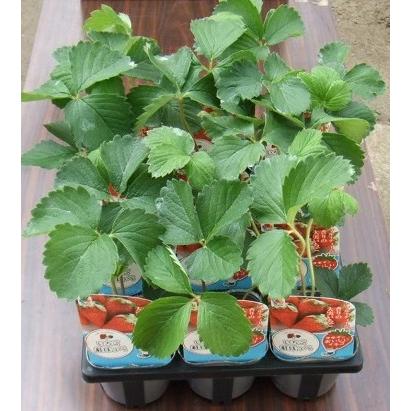 いちご苗　紅ほっぺ　3寸ポット入り　54本 野菜苗 イチゴ苗「紅ほっぺ」 3寸ポット×12本セット（タキイ種苗