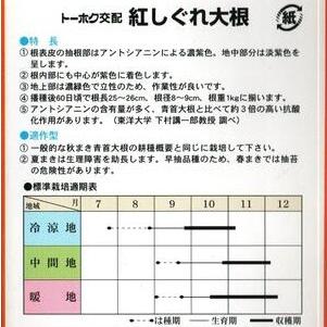 野菜種子 紫ダイコン「紅しぐれ大根」 2dl（トーホク）【送料込み】 べにしぐれだいこん ベニシグレダイコン 紫大根 抗酸化作用 晩ス性の画像