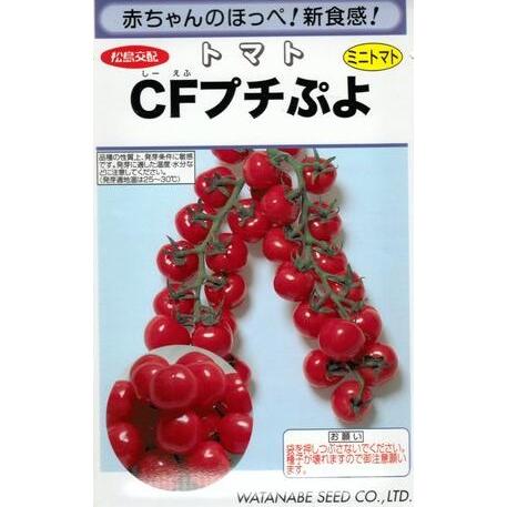 野菜種子 超薄皮ミニトマト「CFプチぷよ」 7粒（渡辺採種場）【送料込み】 しーえふぷちぷよ シーエフプチプヨ 高糖度 葉かび病抵抗性（Yahoo!・鈴乃園 Yahoo!ショッピング店）