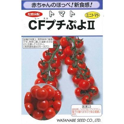 野菜種子 超薄皮ミニトマト「CFプチぷよII」 100粒（渡辺採種場）【送料込み】 しーえふぷちぷよ2 シーエフプチプヨ2 高糖度 葉かび病