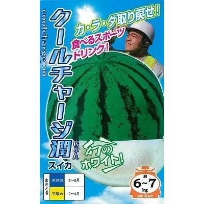 野菜種子 白肉スイカ「クールチャージ潤」 100粒（ナント種苗）【送料