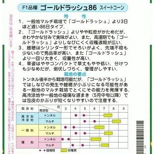 野菜種子 スイートコーン「ゴールドラッシュ86」 2,000粒（サカタの