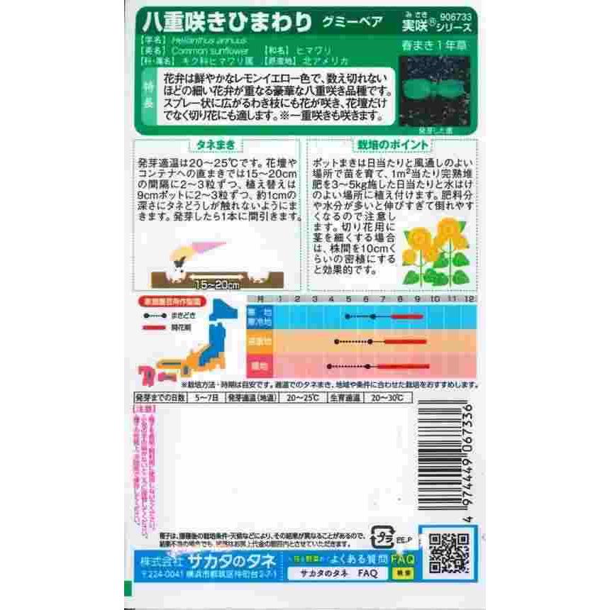 花種子 ヒマワリ「グミーベア」 20粒（サカタのタネ）【送料込み】 花