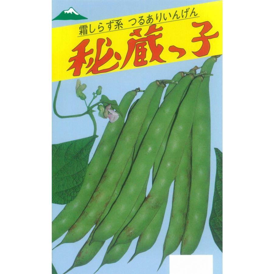 野菜種子 つるありインゲン「秘蔵っ子」 50ml（約70粒）（佐藤政行種苗