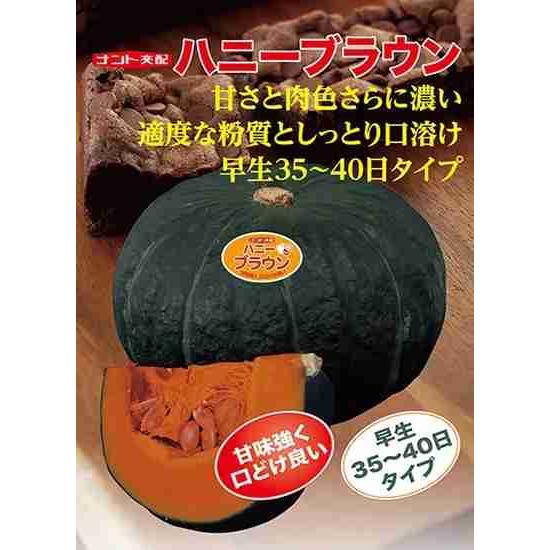 野菜種子 口溶けカボチャ「ハニーブラウン」 100粒（ナント種苗