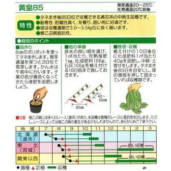 野菜種子 ハクサイ「黄皇85」 20ml（渡辺採種場）【送料込み】 きこう85 キコウ85 白菜 はくさい 中晩生 耐寒性 貯蔵性 根こぶ病抵抗性 85日型の画像