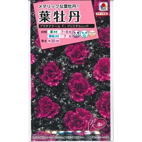 花種子 葉牡丹「プラチナケール クリスタルレッド」 20粒（タキイ種苗
