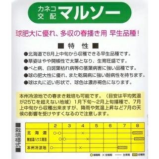 野菜種子 タマネギ「マルソー」 ペレット20,000粒 （カネコ種苗）【送料込み】 玉葱 玉ねぎ 玉ネギ たまねぎ PVP出願中（品種名：KA953） 早生 多収 肥大性_1