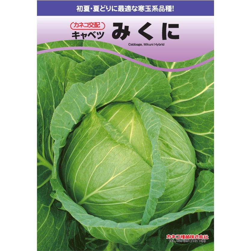 野菜種子 キャベツ「みくに」 2Lコート5,000粒（カネコ種苗）【送料込み】 ミクニ 甘藍 きゃべつ 耐病性 在圃性 中早生の画像