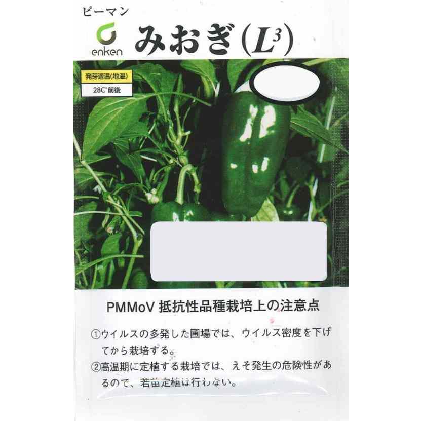 野菜種子 ピーマン「みおぎ（L3）」 500粒（園芸植物育種研究所