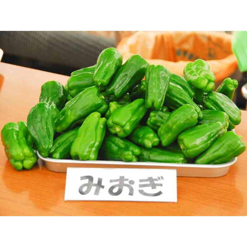 野菜種子 ピーマン「みおぎ（L3）」 500粒（園芸植物育種研究所