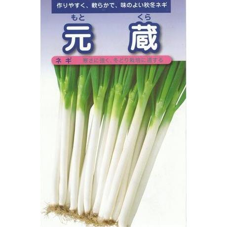 長ネギ苗　元蔵　1000本 野菜種子 一本ネギ「元蔵」 2dl（武蔵野種苗園）【送料込み】 もとくら