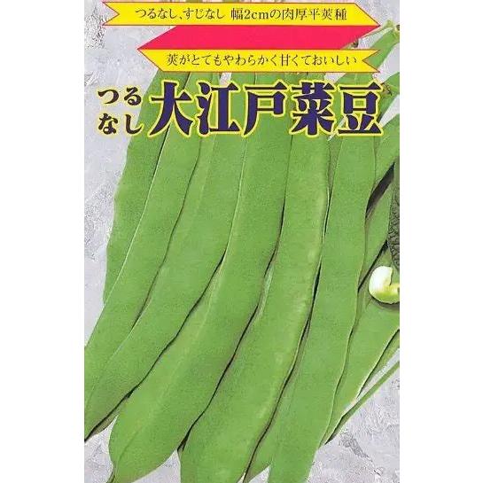 野菜種子 つるなしインゲン「大江戸菜豆」 30ml（佐藤政行種苗）【送料