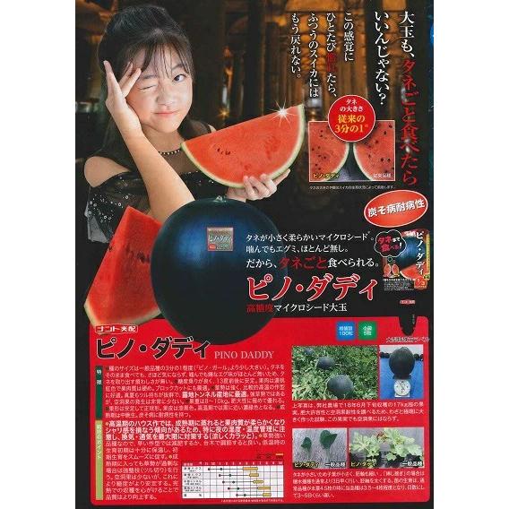 野菜種子 マイクロシード大玉スイカ「ピノ・ダディ」 100粒（ナント
