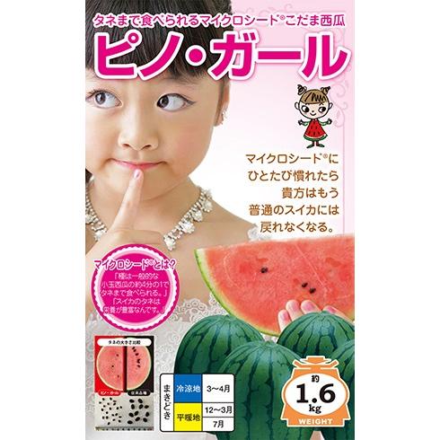 野菜種子 小玉スイカ「ピノ・ガール」 20粒（ナント種苗）【送料込み