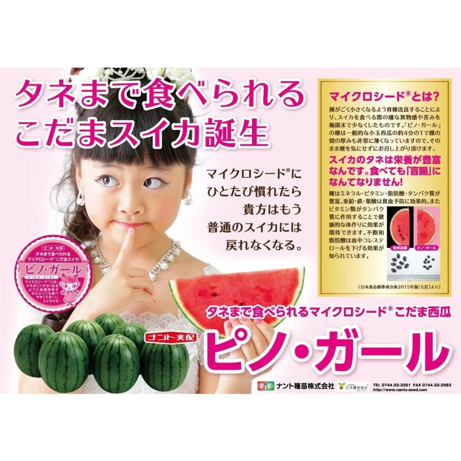 野菜種子 小玉スイカ「ピノ・ガール」 20粒（ナント種苗）【送料込み