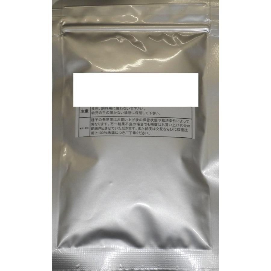 野菜種子 スイートコーン「プレミアム味来90」 100粒（サナテック