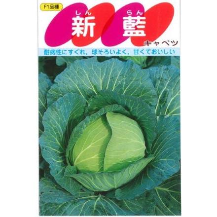 野菜種子 あまうまキャベツ「新藍」 500粒（サカタのタネ）【送料込み