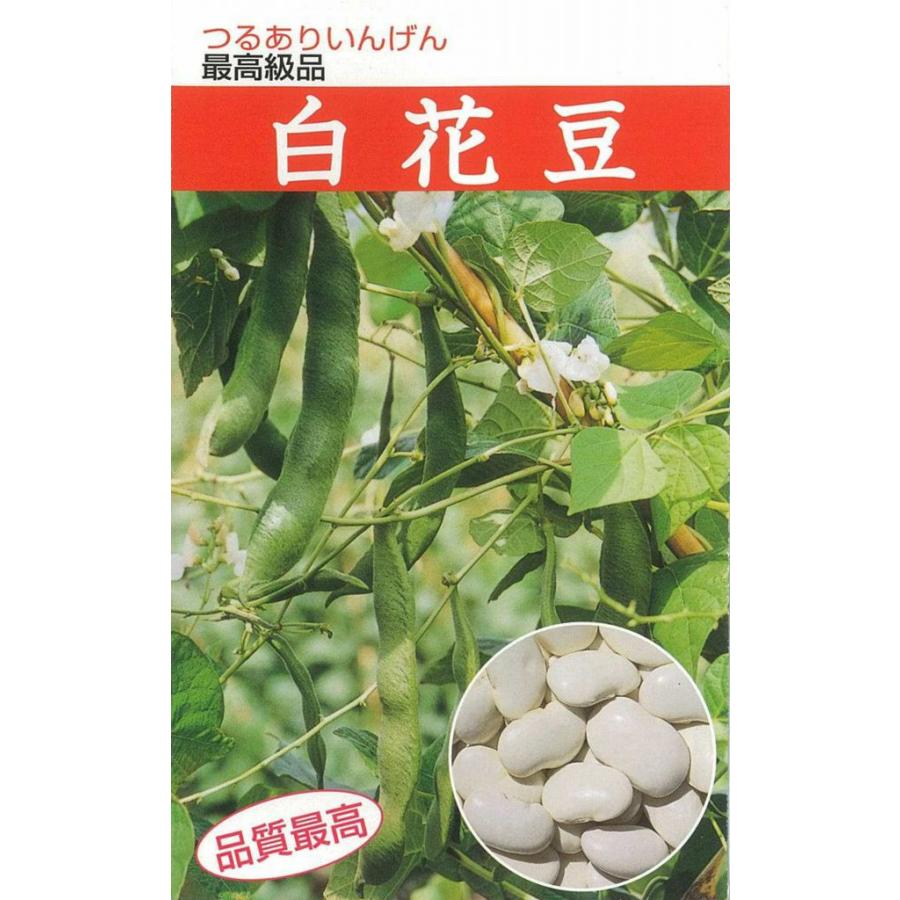 野菜種子 つるありインゲン「白花豆 おたふく」 50ml（佐藤政行種苗）【送料込み】 おたふく菜豆白 ベニバナインゲン 隠元豆 インゲンマメ ナマメ サイトウ（Yahoo!・鈴乃園 Yahoo!ショッピング店）