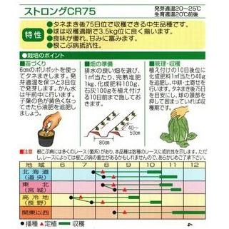 野菜種子 ハクサイ「ストロングCR75」 20ml（渡辺採種場）【送料込み】 ストロングシーアール75 白菜 はくさい 根こぶ病抵抗性 中生 多収 75日型の画像
