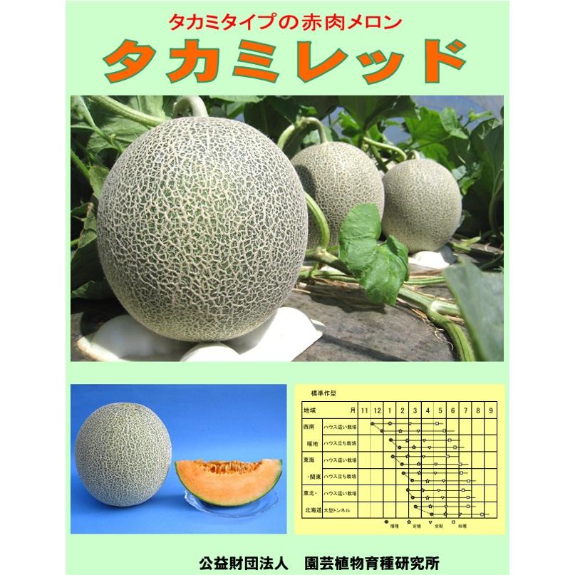 野菜種子 赤肉メロン「タカミレッド」 30粒（日本園芸生産研究所