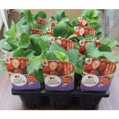 野菜苗 イチゴ苗「とちおとめ」 3寸ポット×2本（タキイ種苗）【送料