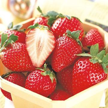 野菜苗 イチゴ苗「とちおとめ」 3寸ポット×2本（タキイ種苗）【送料