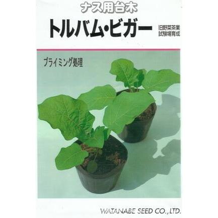 野菜種子 ナス用台木「トルバム・ビガー」 100粒 (渡辺採種場)【送料